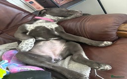 Mixed Breed dogs for sale: Bulldog x Staffie for rehoming.  - Image 5