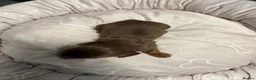 Miniature Dachshund dogs for sale: Long haired dachshund puppies - Advert 13