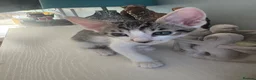 Mixed Breed cats for sale: Beautiful litter is Siamese mixed breed kittens - Advert 27