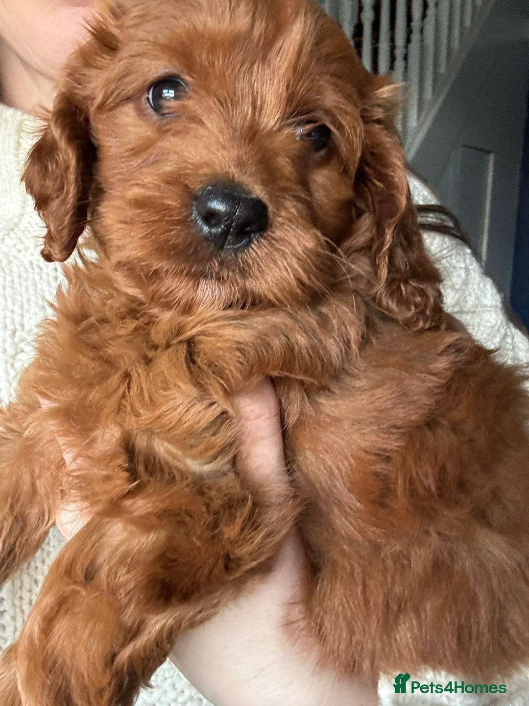 Cockapoo dogs for sale: Fox Red cockapoos for sale  - Advert 4