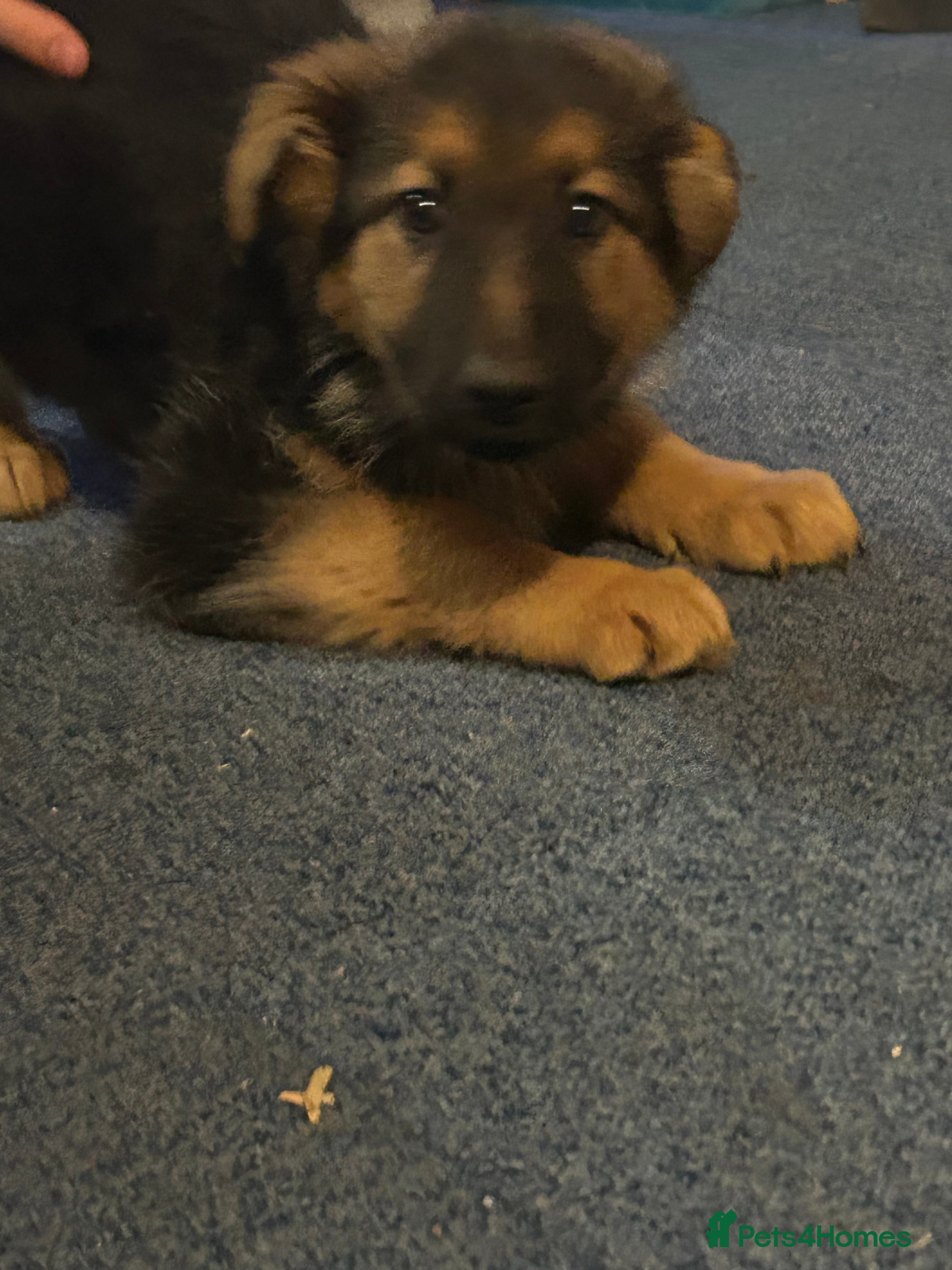 German Shepherd dogs Beautiful German shepherd puppies for sale - Advert 18