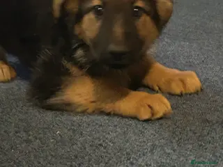 German Shepherd dogs Beautiful German shepherd puppies for sale - Advert 18