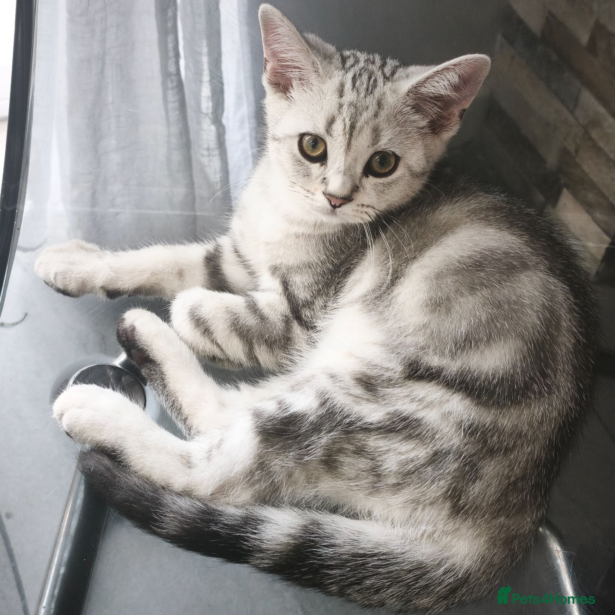 Scottish Fold cats Last Scottish Straight Silver Tabby Boy Available - Advert 1