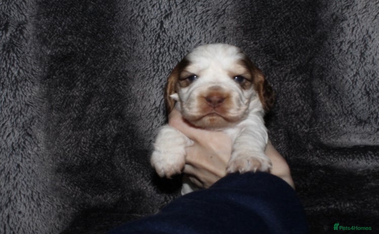 Cocker Spaniel dogs - Advert 5