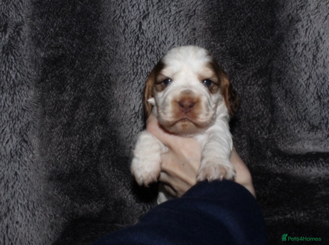 Cocker Spaniel dogs for sale: Beautiful KC reg Cocker Spaniel Pups - Image 1