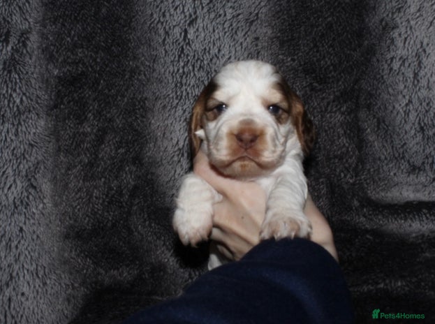 Cocker Spaniel dogs - Advert 1