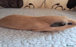 Guinea Pig rodents for sale: PURE CALIFORNIAN BABY BOARS - Image 4