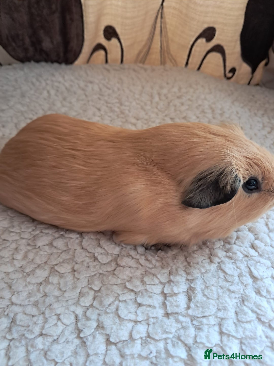 Guinea Pig rodents for sale: PURE CALIFORNIAN BABY BOARS - Image 4