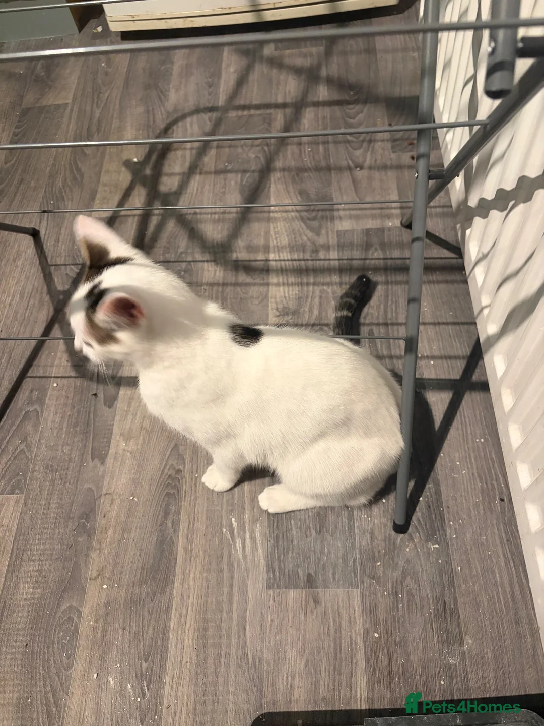 Mixed Breed cats for sale: Young cat for rehoming in Walsall - Advert 2