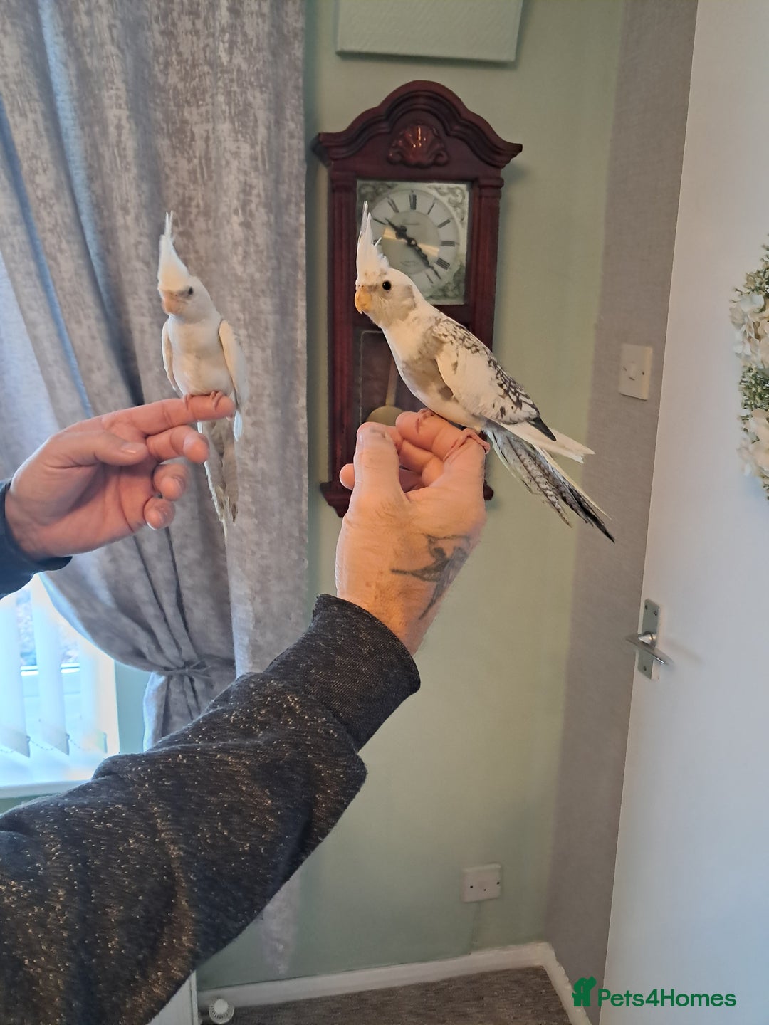 Cockatiels birds for sale: Hand reared baby cocktails ready now  - Advert 7