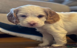 Cockapoo dogs for sale: Two gorgeous F2b Cockapoo girls left  - Advert 5