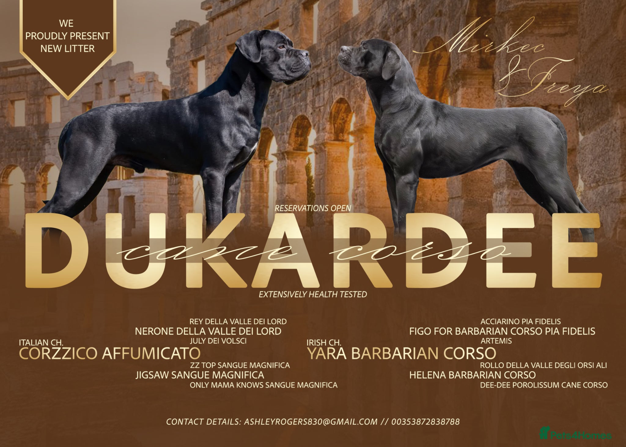 Cane Corso dogs Cane corso  - Advert 1