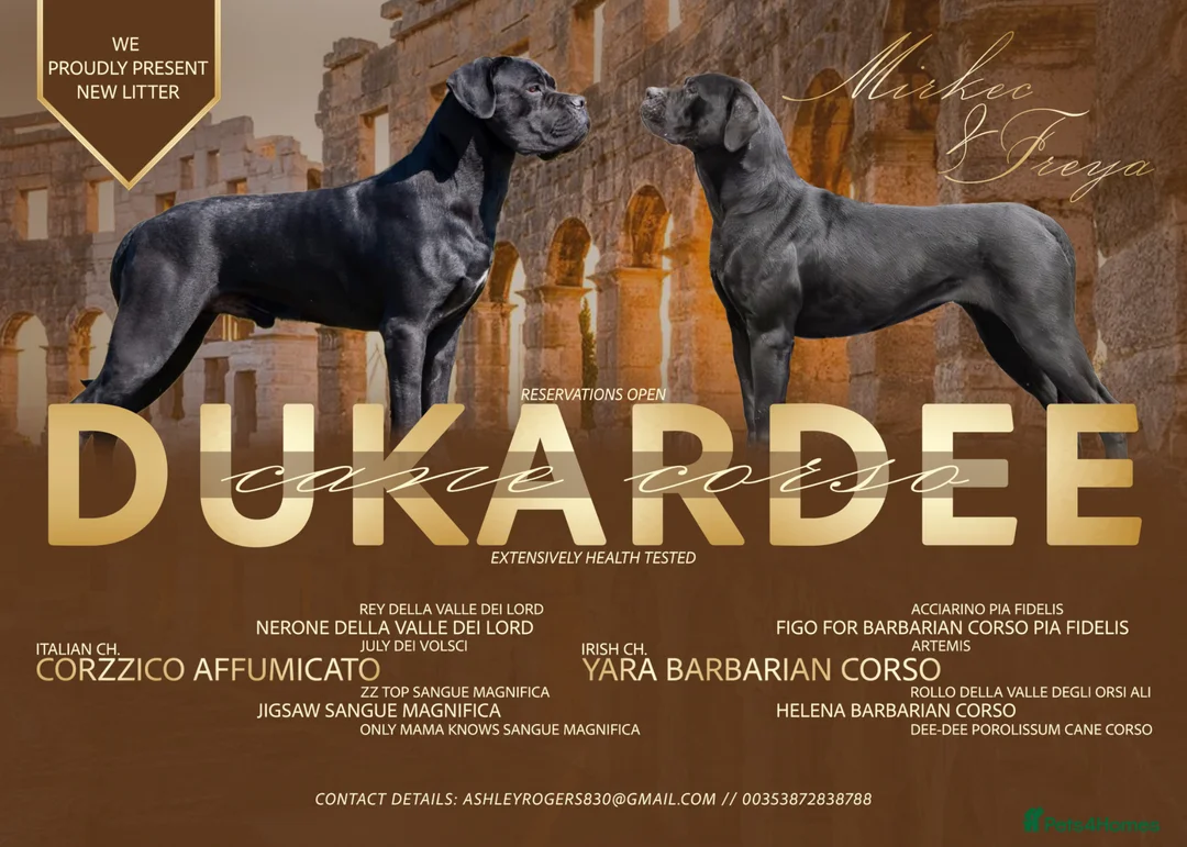Cane Corso dogs for sale: Cane corso  - Advert 1