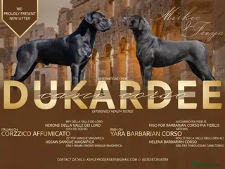 Cane Corso dogs Cane corso - Advert 2