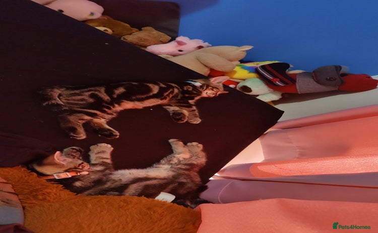 Mixed Breed cats - Advert 14