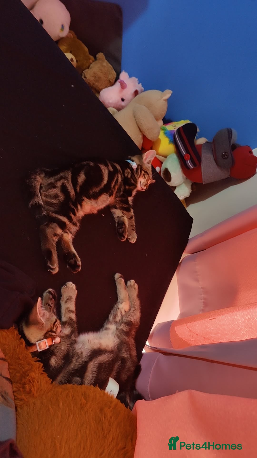 Mixed Breed cats for sale: 2 kittens for sale  - Image 1