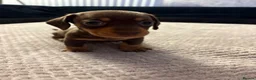 Miniature Dachshund dogs for sale: 3 beautiful dachshund pups  - Advert 13