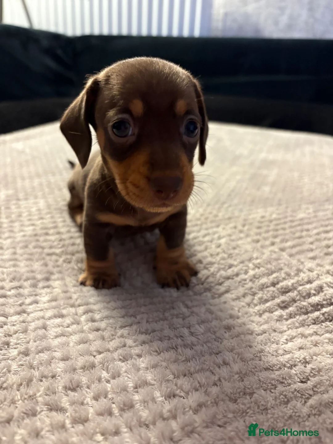 Miniature Dachshund dogs for sale: 3 beautiful dachshund pups  - Advert 13