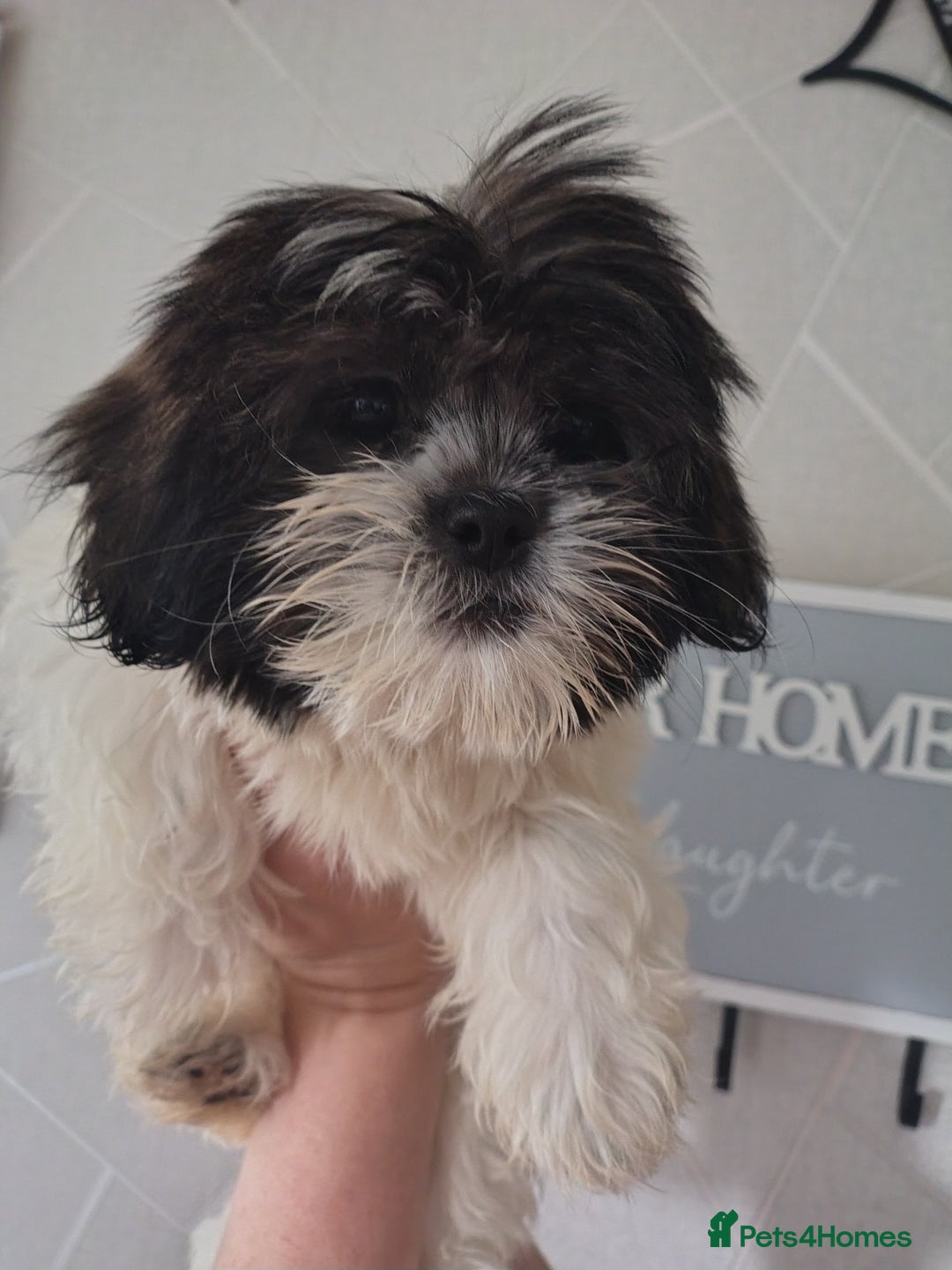 Zuchon dogs for sale: Shichon/zuchon puppies for sale  - Image 8