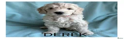 Mixed Breed dogs for sale: Multigeneration Cream/Apricot Double Labradoodles  - Advert 11
