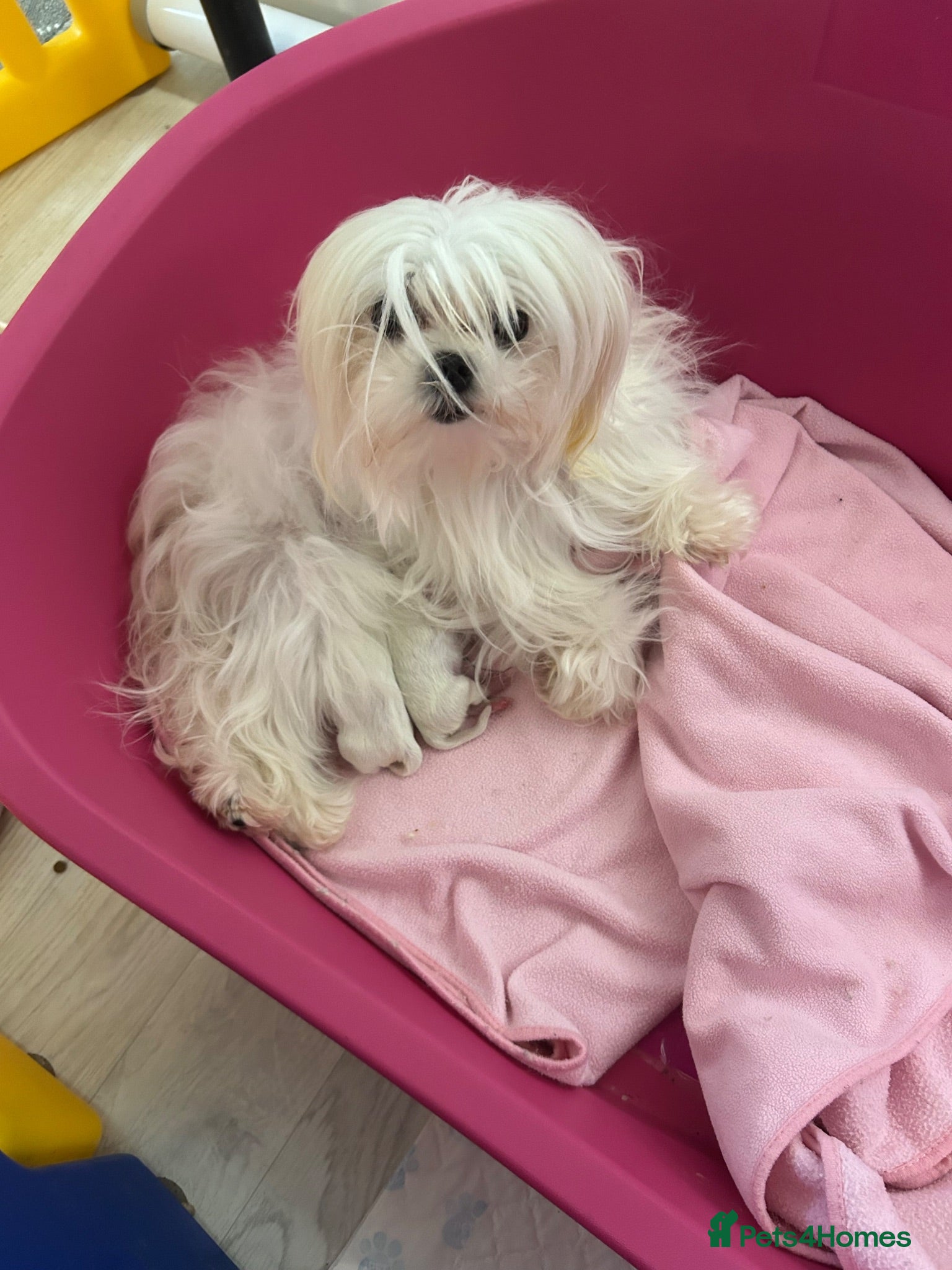 Maltese dogs KC Reg Korean Maltese Puppies - Advert 1