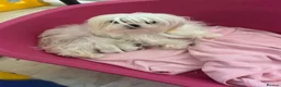 Maltese dogs for sale: KC Reg Korean Maltese Puppies - Advert 1