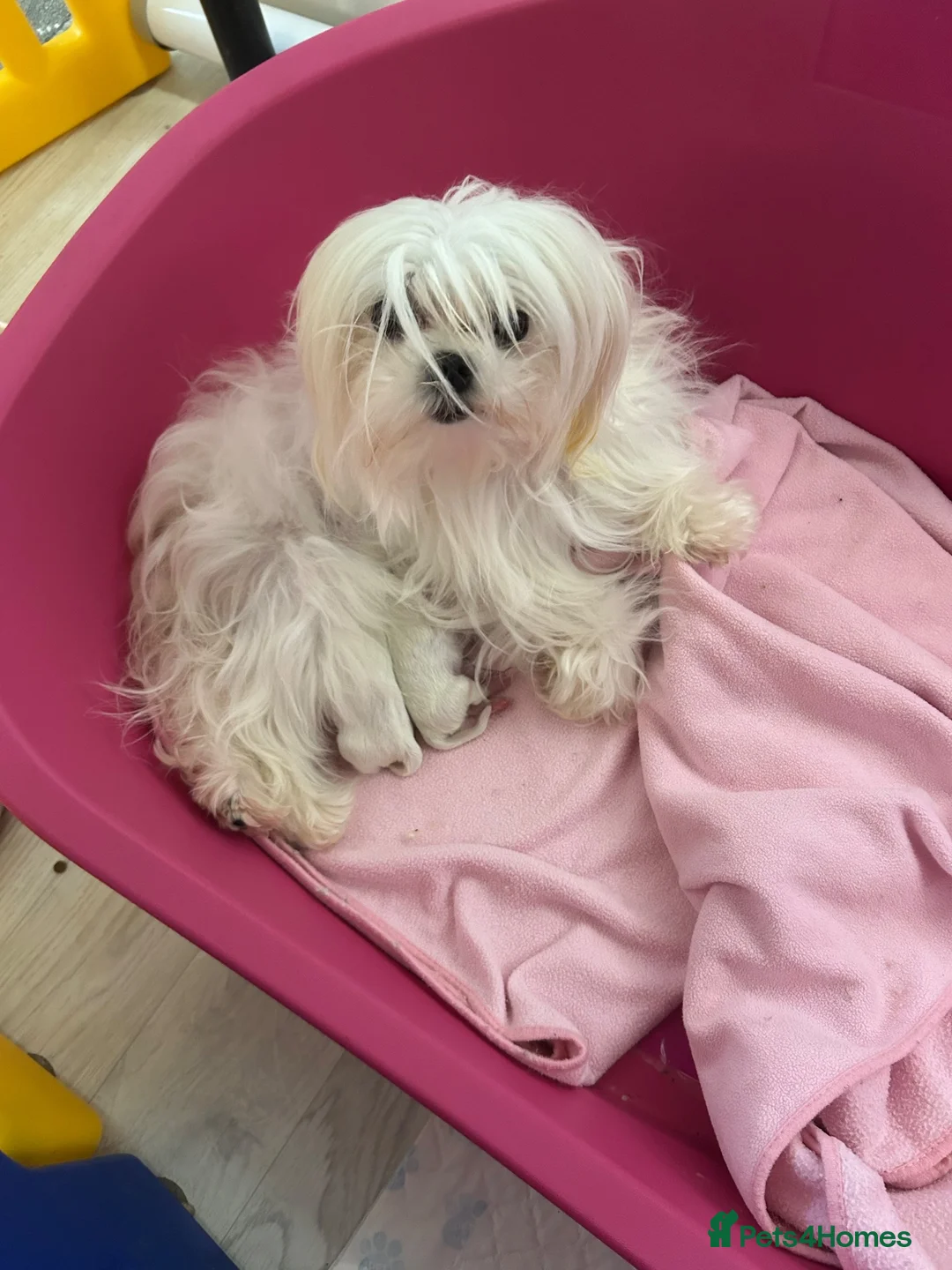Maltese dogs for sale: KC Reg Korean Maltese Puppies - Advert 1