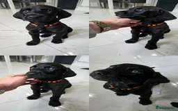 Mixed Breed dogs for sale: Dobermann X Weimaraner Cross Mix Puppies - Image 7