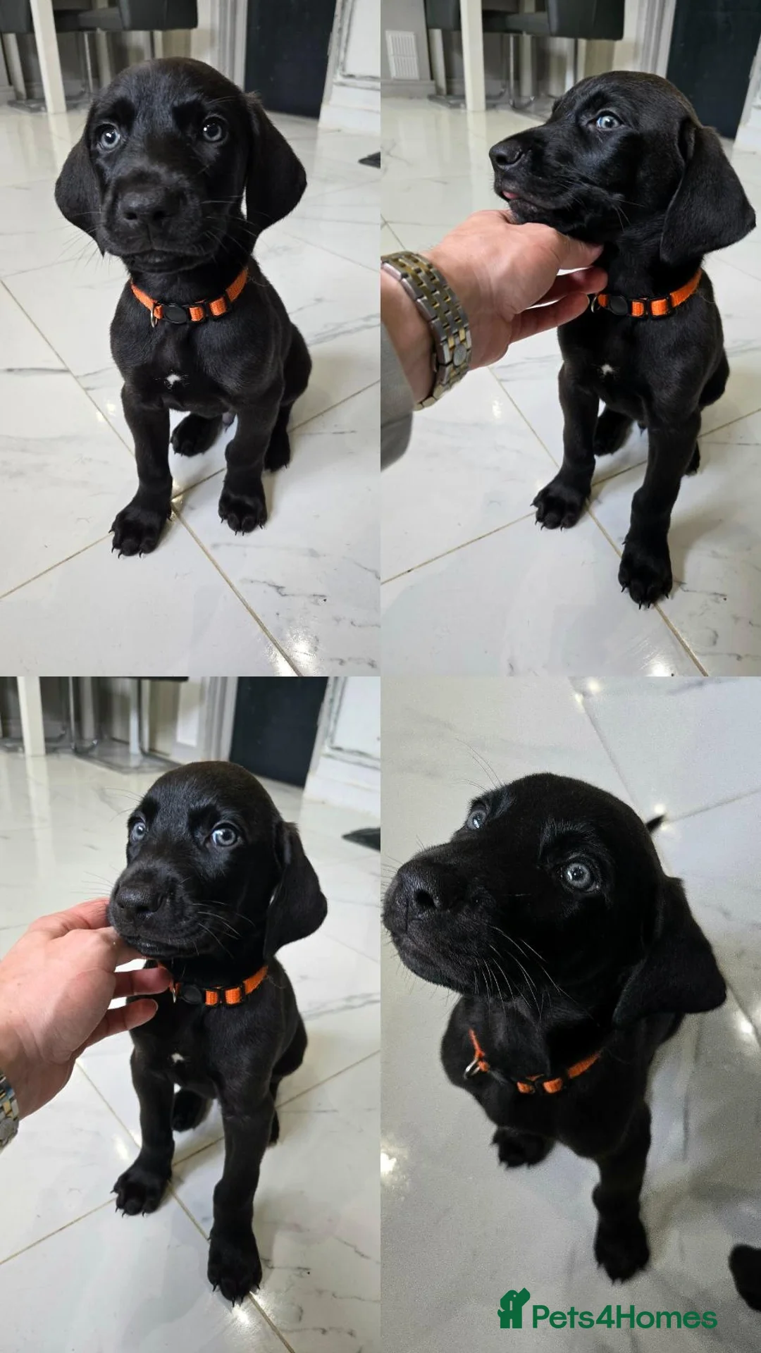 Mixed Breed dogs for sale: Dobermann X Weimaraner Cross Mix Puppies - Image 7