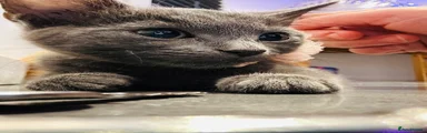 Maine Coon cross 7