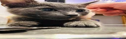 Maine Coon cats for sale: 2 beautiful cross kittens looking for loving homes - Advert 8