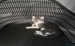 Domestic Shorthair cats for sale: Daisy and Bear - Image 1