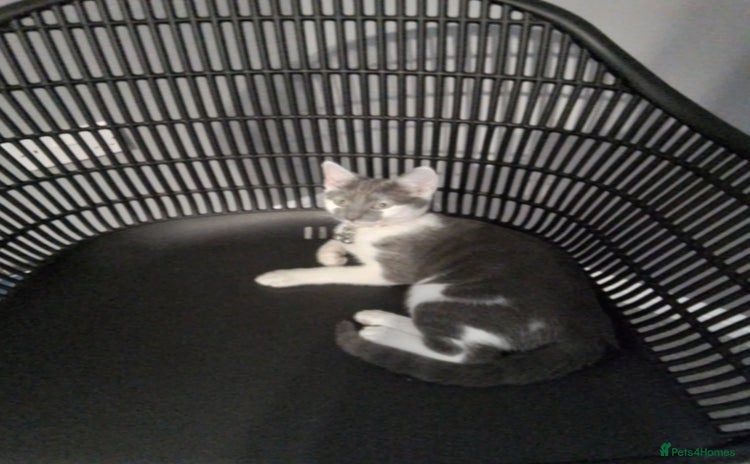 Domestic Shorthair cats - Advert 19