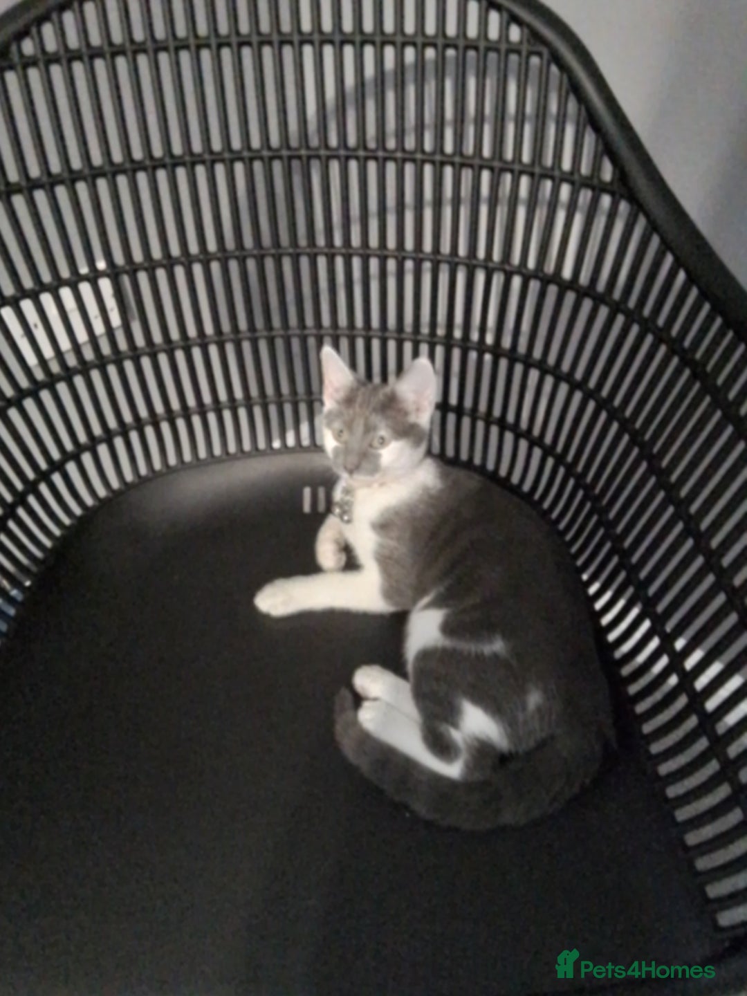 Domestic Shorthair cats for sale: Daisy and Bear - Image 1