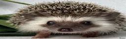 Pygmy Hedgehog rodents for sale: African Pygmy Hedgehog  - Advert 7