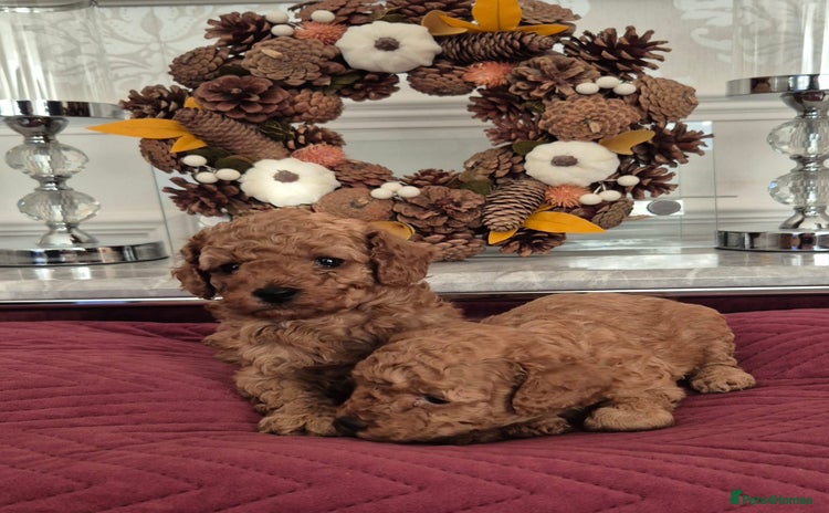 Cavapoo dogs - Advert 1