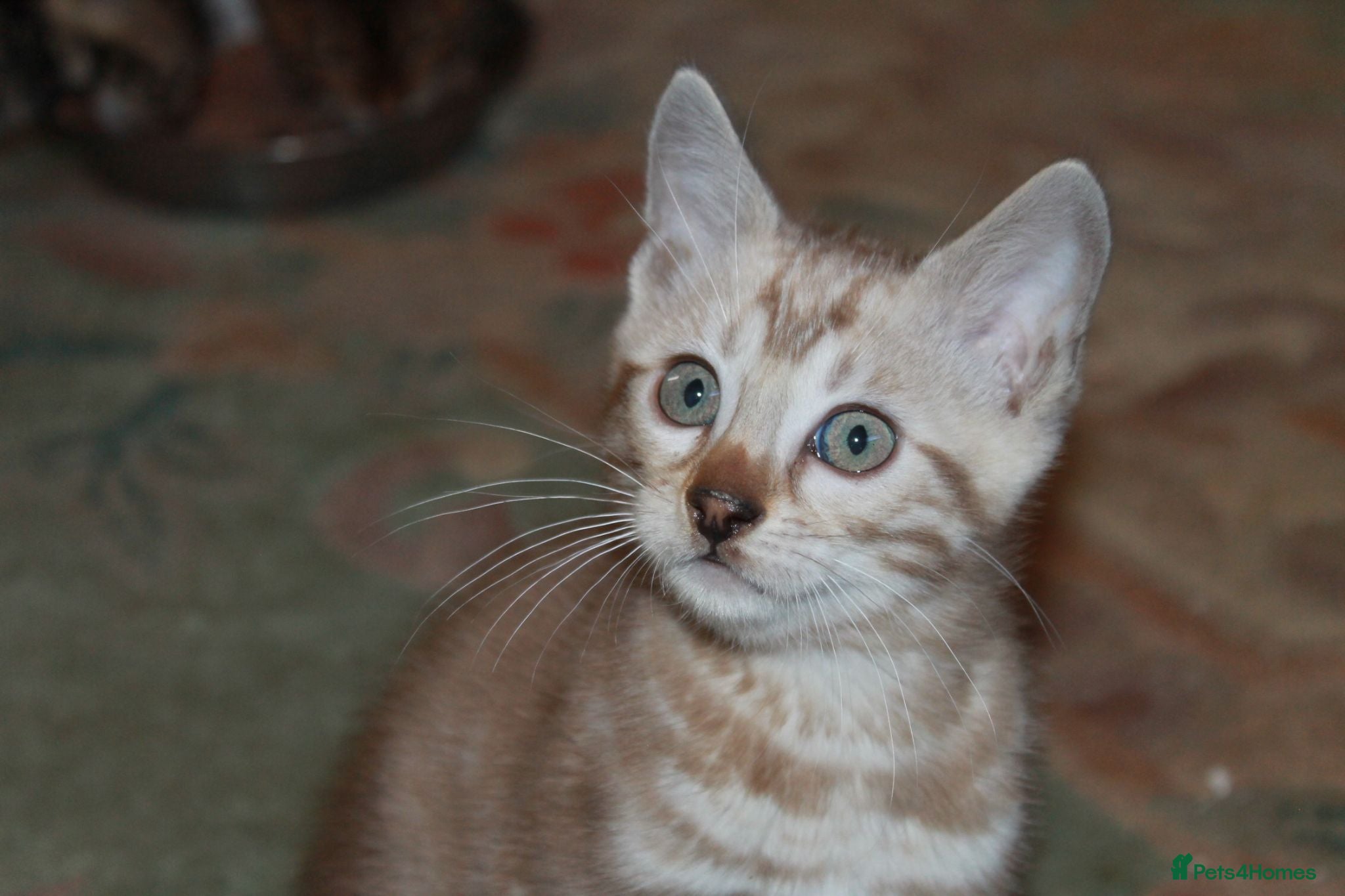 Bengal cats Last Male Snow Bengal Left 🤍 - Advert 1