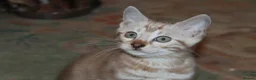 Bengal cats for sale: Beautiful TICA Registered Male Bengal Kittens - Advert 6
