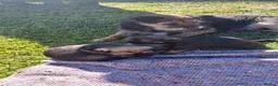 Border Terrier dogs for sale: Border terrier puppies  - Advert 5