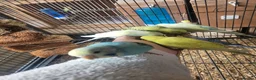 Budgerigars birds for sale: Semi to tame baby Budgies  - Advert 16