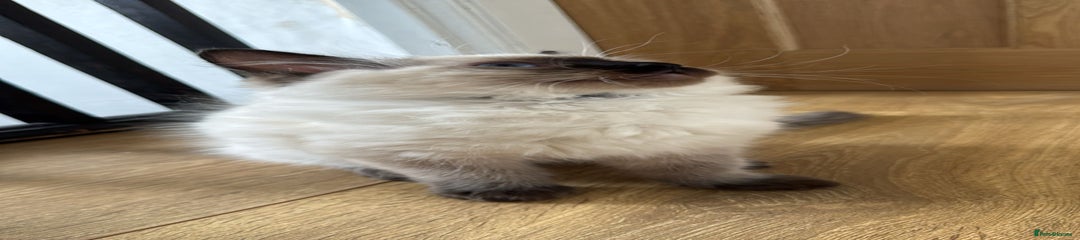 Ragdoll Kitten 3
