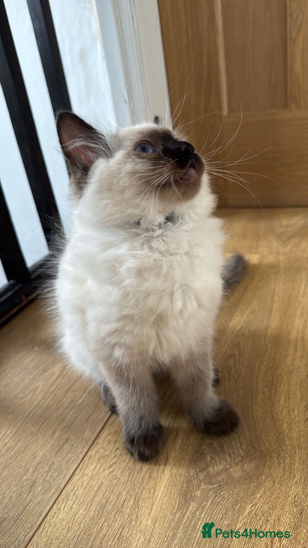 Ragdoll cats for sale: 🐾 Ragdoll Kittens Ready for Their Forever Homes  - Image 6