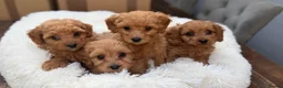 Cavapoo dogs for sale: 💕 beautiful cavapoos ready next week 💕 - Advert 4