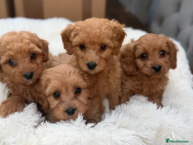 Cavapoo dogs for sale: READY NOW CAVAPOOS 💕 - Advert 16
