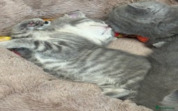 Brazilian Shorthair cats for sale: British Shorthair Kittens - Image 9