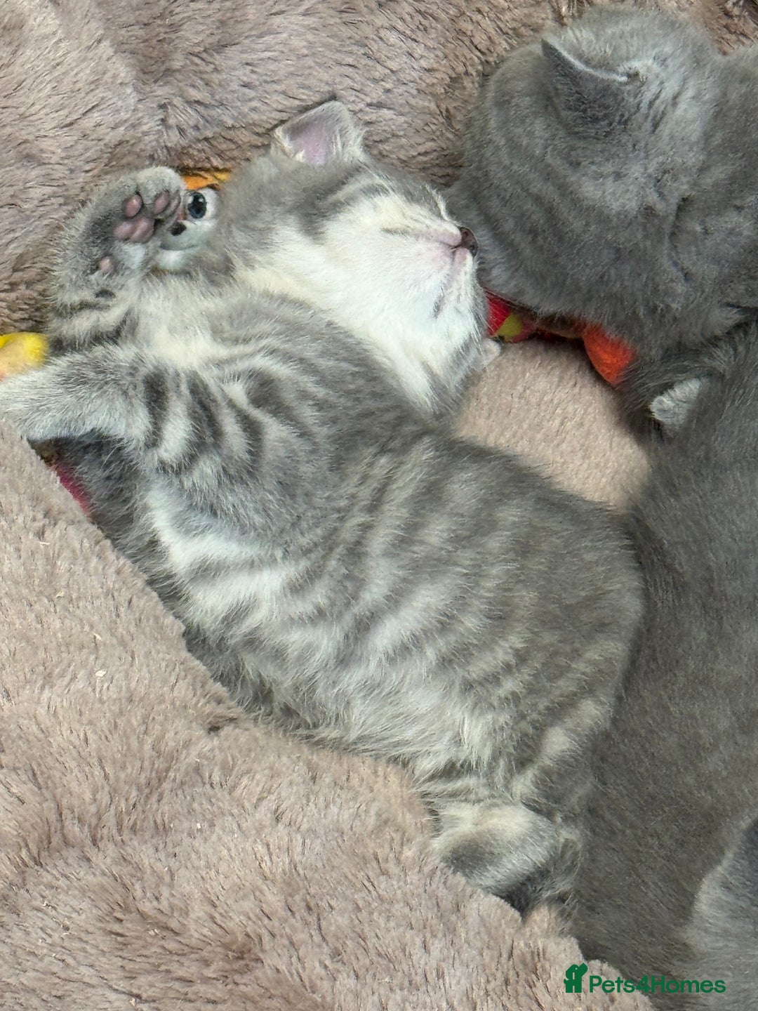 Brazilian Shorthair cats for sale: British Shorthair Kittens - Image 9