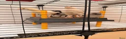 Chickens poultry for sale: 🐣 [Show-Quality & Healthy Chicks for Sale]  - Advert 9