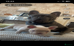 French Bulldog dogs for sale: French bulldog puppies  - Image 4