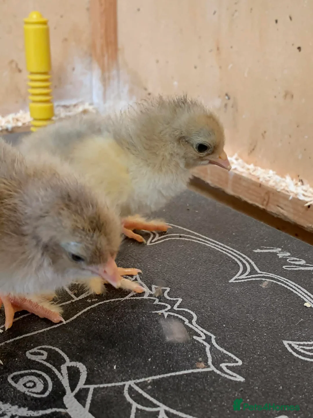 Chickens poultry for sale: Isabella Brahma chicks - Advert 2