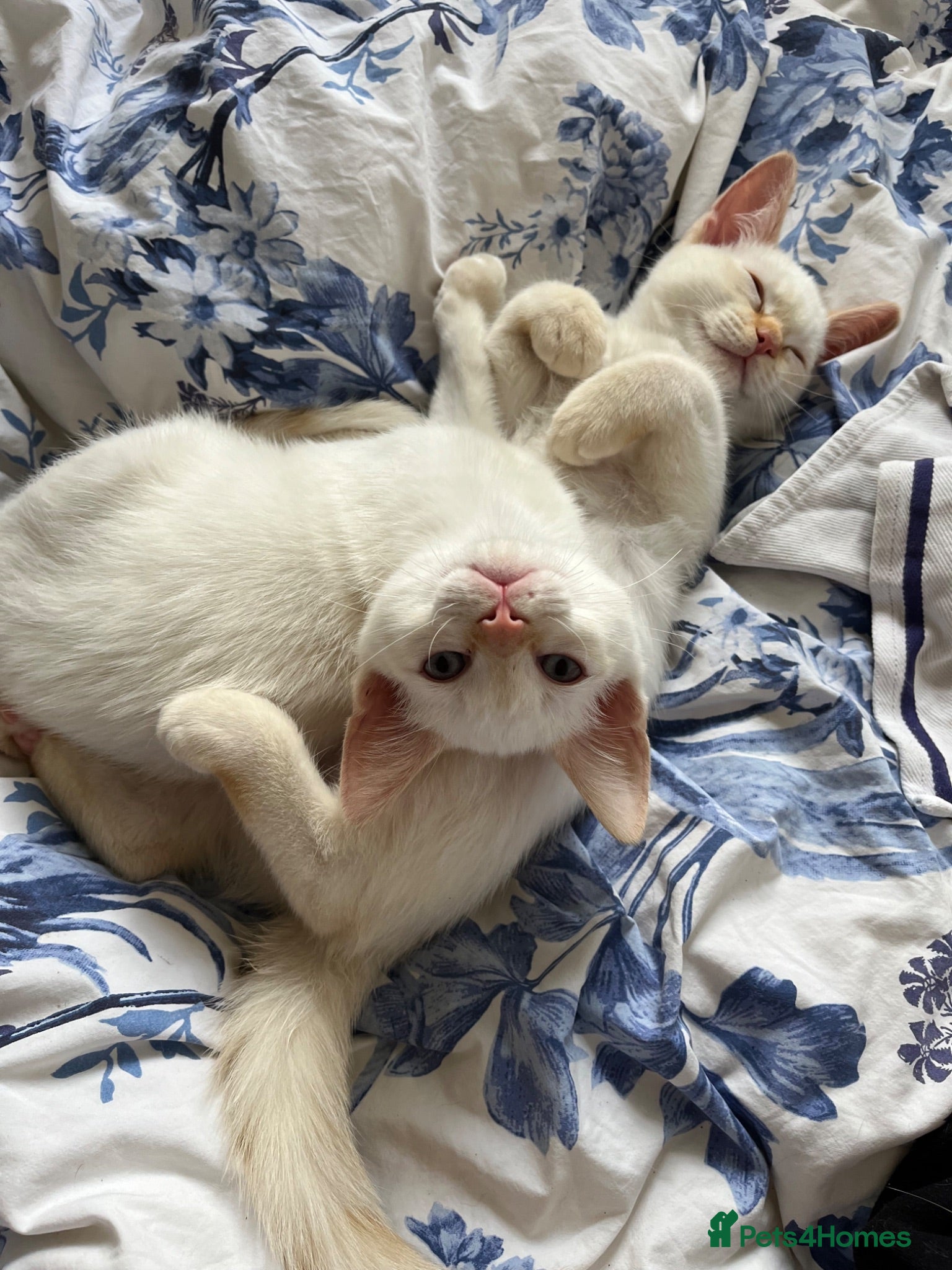 Ragdoll cats Gorgeous Ragdoll Kittens - Advert 8